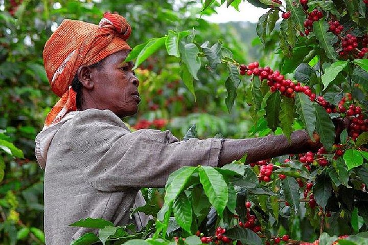 Lelan Reserve - Rwanda Sampler (4oz)